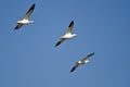 Three Snow Geese Flying in a Blue Sky Royalty Free Stock Photo