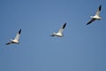 Three Snow Geese Flying in a Blue Sky Royalty Free Stock Photo