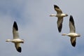 Three Snow Geese Flying in a Cloudy Sky Royalty Free Stock Photo