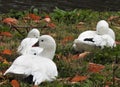 Three snow white geese lying in the grass