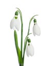 Three snowdrop flowers