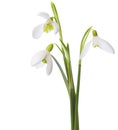 Three snowdrop flowers. Royalty Free Stock Photo