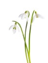 Three snowdrop flowers. Royalty Free Stock Photo