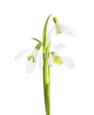 Three snowdrop flowers