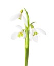 Three snowdrop flowers .