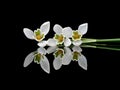 Three snowdrop flowers lying, reflected on black background. Beautiful.