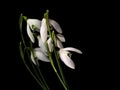 Three snowdrop flowers reflected on black background.