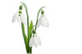 Three snowdrop flowers