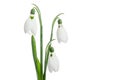 Three snowdrop flowers