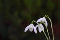 Three snowdrops on a black background Royalty Free Stock Photo