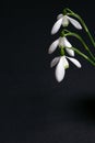 Three snowdrops on a black background Royalty Free Stock Photo