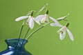 Three snowdrops in a vase