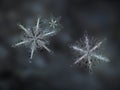 Three snowflakes glittering on smooth blur background