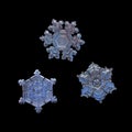 Three snowflakes isolated on black background