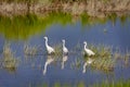 Three Snowy Egrets Royalty Free Stock Photo