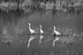 Three Snowy Egrets Royalty Free Stock Photo