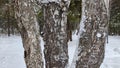 Three snowy tree trunks in a forest in a cold winter forest