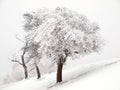 Three snowy trees