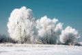 Three Snowy Trees