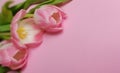 Three Soft Delicate Pinkish Tulips against Pink Background