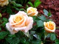 Three Soft Orange Roses after rain Royalty Free Stock Photo