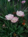 Three soft pink tulips on a background of green tops