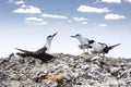 Three sooty tern birds, Onychoprion fuscatus seabird singing clifftop