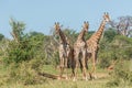 Three South African giraffe challenging one another Royalty Free Stock Photo