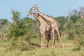 Three South African giraffe fighting in bushes