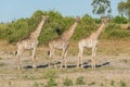 Three South African giraffe side-by-side in bush Royalty Free Stock Photo