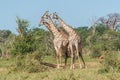 Three South African giraffe standing among bushes Royalty Free Stock Photo