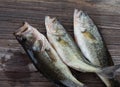 Three southern largemouth bass Royalty Free Stock Photo