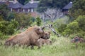 Southern white rhinoceros in Kruger National park, South Africa Royalty Free Stock Photo