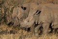 Three white rhinos together