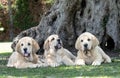 Three Spanish Mastiffs puppies lying on the grass Royalty Free Stock Photo