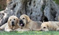 Three Spanish Mastiffs puppies lying on the grass Royalty Free Stock Photo