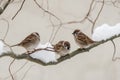 Three sparrow birds on twig closeup Royalty Free Stock Photo