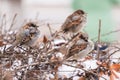 Three sparrows birds on branch in bush with snow in winter in town, city Royalty Free Stock Photo
