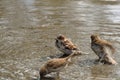 Three sparrows drink water and wash on the river bank. Sparrow birds swim in shallow water.