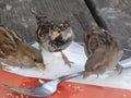Three sparrows feeding off left over scraps on plate