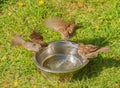 Three sparrows fight for next wash in birdbath Royalty Free Stock Photo