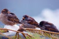 Three sparrows on a branch