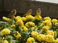 Three sparrows perched on yellow carnations. Royalty Free Stock Photo