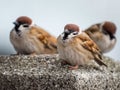 Three sparrows perching and looking at the camera Royalty Free Stock Photo