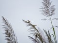 Three sparrows on a reed. Royalty Free Stock Photo