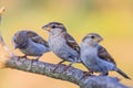 Three sparrows sit on a beautiful branch