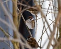 Three sparrows sit on the branches of a bush in late autumn Royalty Free Stock Photo