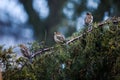 Three sparrows sit on a tree branch