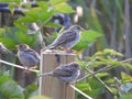 Three sparrows sitting on a post. Royalty Free Stock Photo
