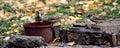 Three sparrows are sitting on stones among the grass